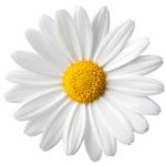 Funeral Flowers